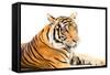 Siberian Tiger Isolated-fotoslaz-Framed Stretched Canvas
