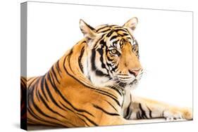 Siberian Tiger Isolated-fotoslaz-Stretched Canvas