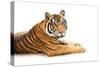 Siberian Tiger Isolated-fotoslaz-Stretched Canvas
