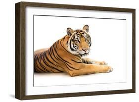 Siberian Tiger Isolated-fotoslaz-Framed Photographic Print