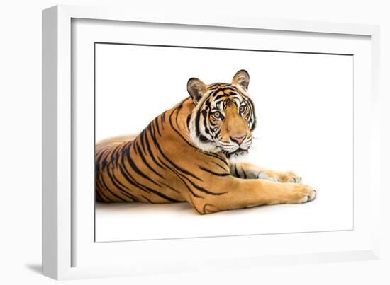 Siberian Tiger Isolated-fotoslaz-Framed Photographic Print