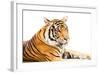 Siberian Tiger Isolated-fotoslaz-Framed Photographic Print