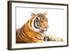 Siberian Tiger Isolated-fotoslaz-Framed Photographic Print