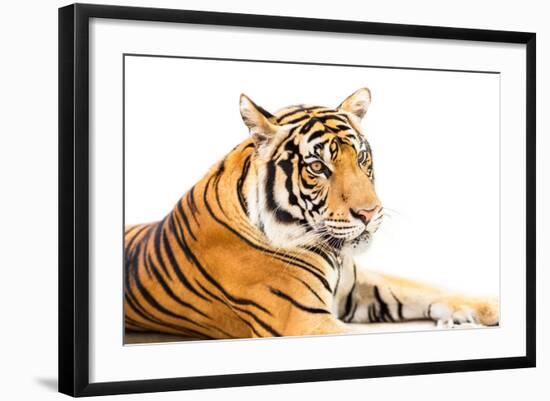 Siberian Tiger Isolated-fotoslaz-Framed Photographic Print