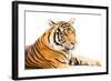 Siberian Tiger Isolated-fotoslaz-Framed Photographic Print