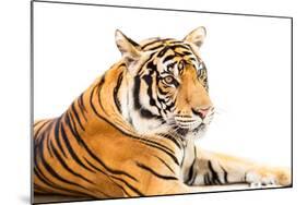 Siberian Tiger Isolated-fotoslaz-Mounted Photographic Print