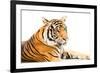 Siberian Tiger Isolated-fotoslaz-Framed Photographic Print