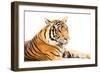 Siberian Tiger Isolated-fotoslaz-Framed Photographic Print