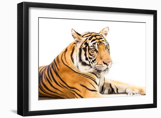 Siberian Tiger Isolated-fotoslaz-Framed Photographic Print