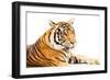 Siberian Tiger Isolated-fotoslaz-Framed Photographic Print