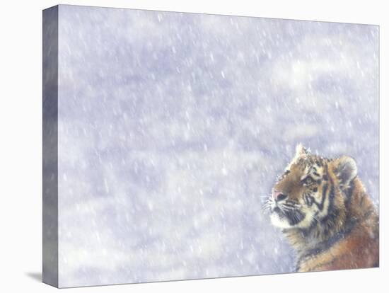 Siberian Tiger Looking Up in Snow-Edwin Giesbers-Stretched Canvas