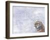 Siberian Tiger Looking Up in Snow-Edwin Giesbers-Framed Photographic Print