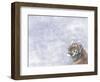 Siberian Tiger Looking Up in Snow-Edwin Giesbers-Framed Photographic Print