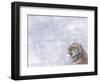 Siberian Tiger Looking Up in Snow-Edwin Giesbers-Framed Photographic Print