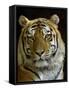 Siberian Tiger Male Portrait, Iucn Red List of Endangered Species-Eric Baccega-Framed Stretched Canvas