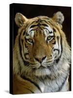 Siberian Tiger Male Portrait, Iucn Red List of Endangered Species-Eric Baccega-Stretched Canvas