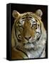 Siberian Tiger Male Portrait, Iucn Red List of Endangered Species-Eric Baccega-Framed Stretched Canvas