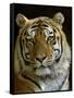 Siberian Tiger Male Portrait, Iucn Red List of Endangered Species-Eric Baccega-Framed Stretched Canvas