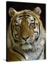 Siberian Tiger Male Portrait, Iucn Red List of Endangered Species-Eric Baccega-Stretched Canvas