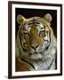 Siberian Tiger Male Portrait, Iucn Red List of Endangered Species-Eric Baccega-Framed Premium Photographic Print