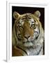 Siberian Tiger Male Portrait, Iucn Red List of Endangered Species-Eric Baccega-Framed Premium Photographic Print