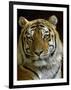 Siberian Tiger Male Portrait, Iucn Red List of Endangered Species-Eric Baccega-Framed Premium Photographic Print