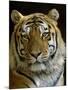 Siberian Tiger Male Portrait, Iucn Red List of Endangered Species-Eric Baccega-Mounted Premium Photographic Print