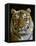 Siberian Tiger Male Portrait, Iucn Red List of Endangered Species-Eric Baccega-Framed Stretched Canvas