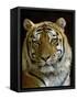 Siberian Tiger Male Portrait, Iucn Red List of Endangered Species-Eric Baccega-Framed Stretched Canvas