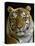 Siberian Tiger Male Portrait, Iucn Red List of Endangered Species-Eric Baccega-Stretched Canvas