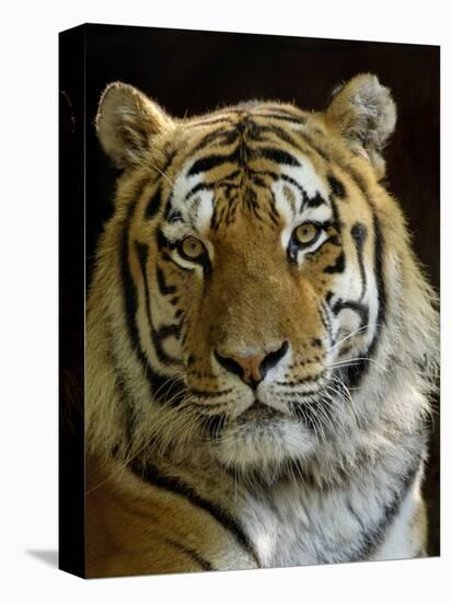 Siberian Tiger Male Portrait, Iucn Red List of Endangered Species-Eric Baccega-Stretched Canvas