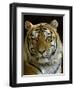 Siberian Tiger Male Portrait, Iucn Red List of Endangered Species-Eric Baccega-Framed Premium Photographic Print