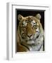 Siberian Tiger Male Portrait, Iucn Red List of Endangered Species-Eric Baccega-Framed Premium Photographic Print