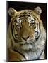 Siberian Tiger Male Portrait, Iucn Red List of Endangered Species-Eric Baccega-Mounted Premium Photographic Print