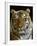 Siberian Tiger Male Portrait, Iucn Red List of Endangered Species-Eric Baccega-Framed Photographic Print