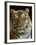 Siberian Tiger Male Portrait, Iucn Red List of Endangered Species-Eric Baccega-Framed Photographic Print