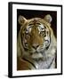 Siberian Tiger Male Portrait, Iucn Red List of Endangered Species-Eric Baccega-Framed Photographic Print