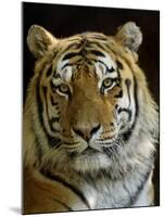 Siberian Tiger Male Portrait, Iucn Red List of Endangered Species-Eric Baccega-Mounted Photographic Print