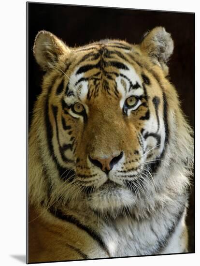 Siberian Tiger Male Portrait, Iucn Red List of Endangered Species-Eric Baccega-Mounted Photographic Print