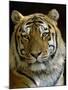 Siberian Tiger Male Portrait, Iucn Red List of Endangered Species-Eric Baccega-Mounted Photographic Print