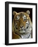 Siberian Tiger Male Portrait, Iucn Red List of Endangered Species-Eric Baccega-Framed Photographic Print