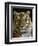 Siberian Tiger Male Portrait, Iucn Red List of Endangered Species-Eric Baccega-Framed Photographic Print