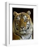 Siberian Tiger Male Portrait, Iucn Red List of Endangered Species-Eric Baccega-Framed Photographic Print