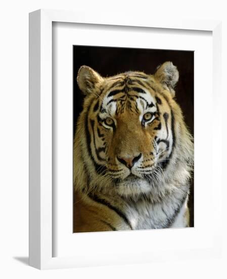 Siberian Tiger Male Portrait, Iucn Red List of Endangered Species-Eric Baccega-Framed Photographic Print