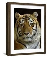 Siberian Tiger Male Portrait, Iucn Red List of Endangered Species-Eric Baccega-Framed Photographic Print