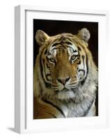 Siberian Tiger Male Portrait, Iucn Red List of Endangered Species-Eric Baccega-Framed Photographic Print