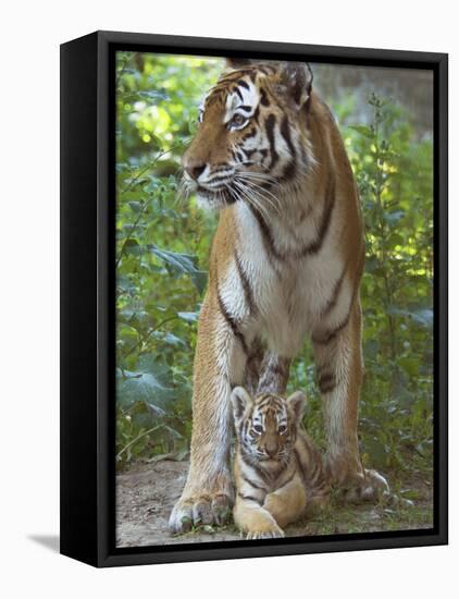 Siberian Tiger Mother with Young Cub Resting Between Her Legs-Edwin Giesbers-Framed Stretched Canvas