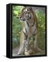 Siberian Tiger Mother with Young Cub Resting Between Her Legs-Edwin Giesbers-Framed Stretched Canvas