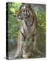 Siberian Tiger Mother with Young Cub Resting Between Her Legs-Edwin Giesbers-Stretched Canvas