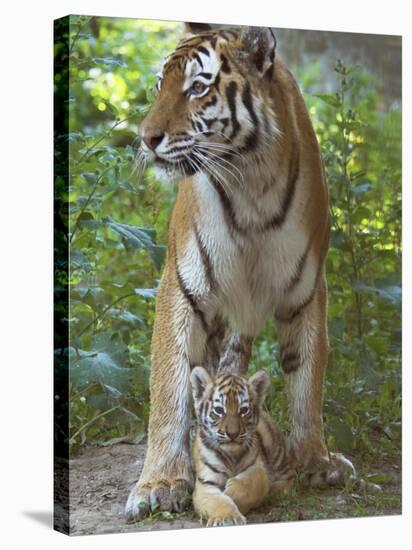 Siberian Tiger Mother with Young Cub Resting Between Her Legs-Edwin Giesbers-Stretched Canvas